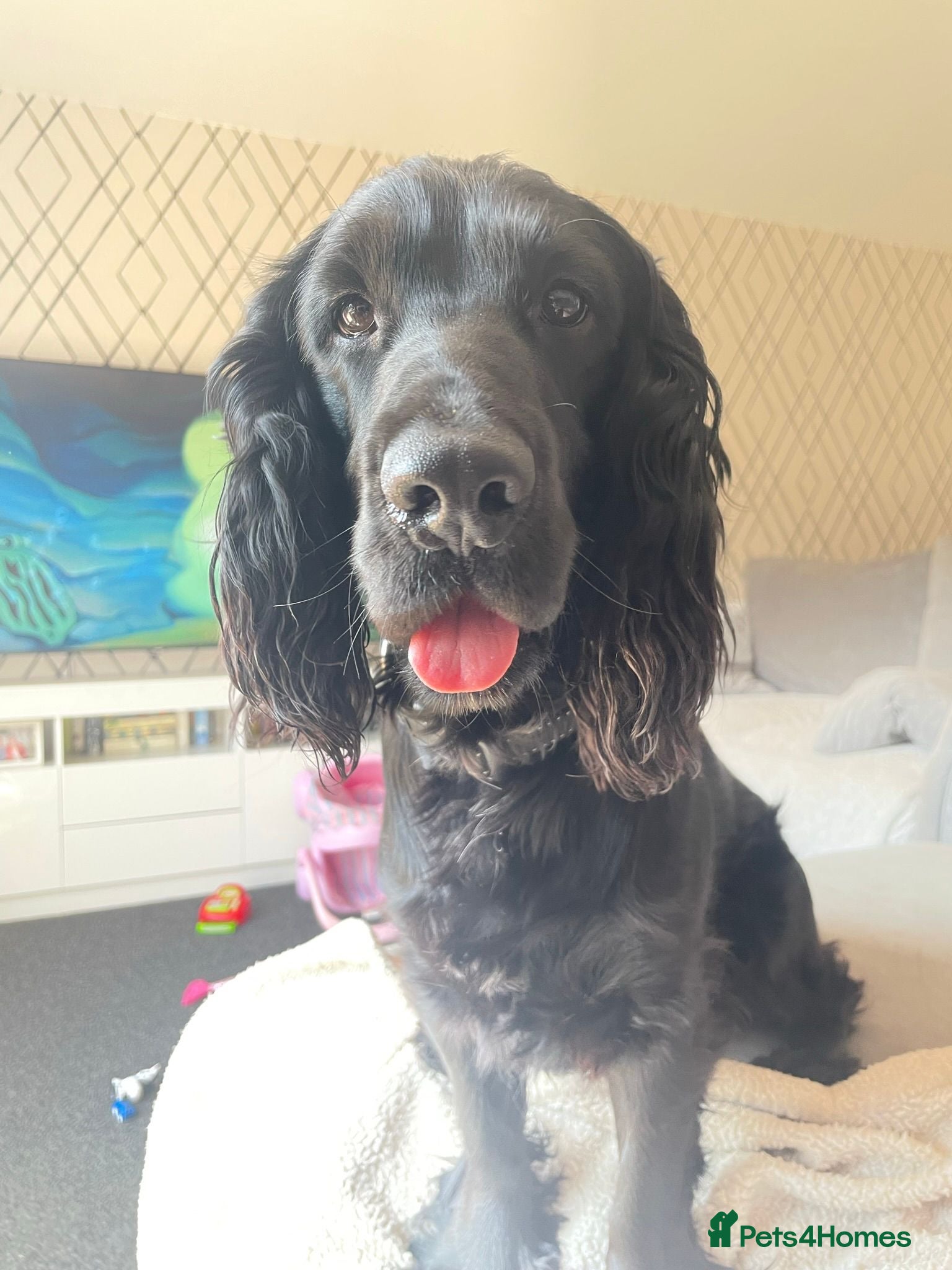 Cocker Spaniel dogs Meet Sir Archibald - Advert 1