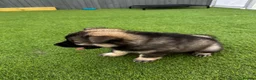 Eurasier dogs for sale: Eurasier Puppies - Kennel Club Registered  - Advert 6