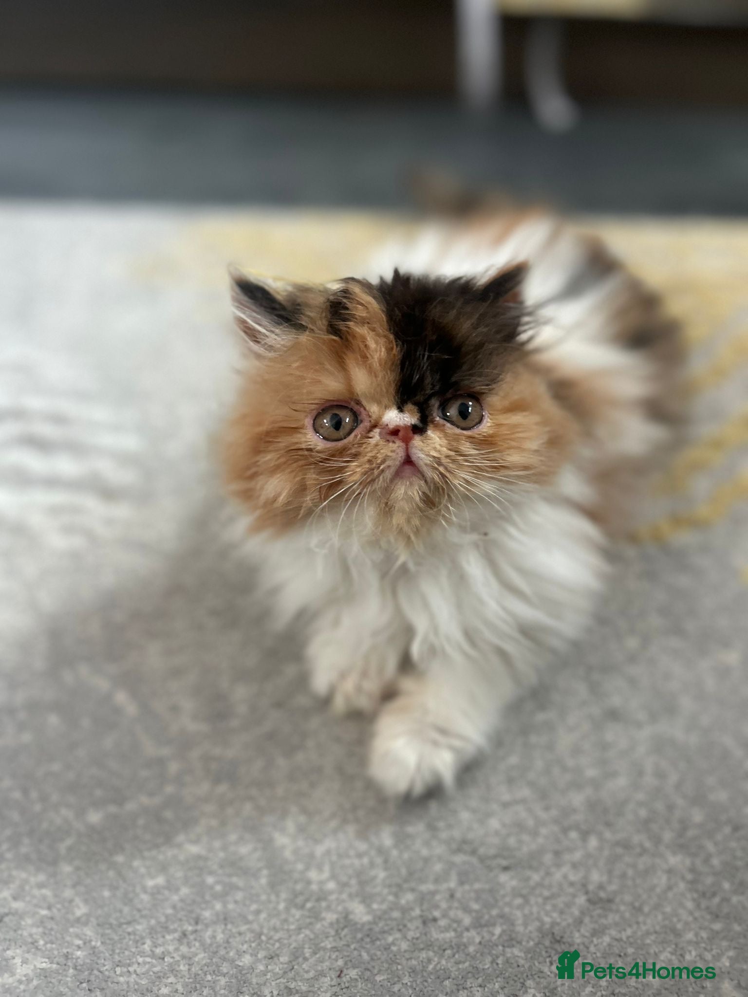 Persian cats  1 beautiful boy left Persian REDUCED  - Advert 1