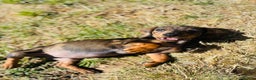 Miniature Dachshund dogs for sale: Looking for a new home for Luna  - Advert 2