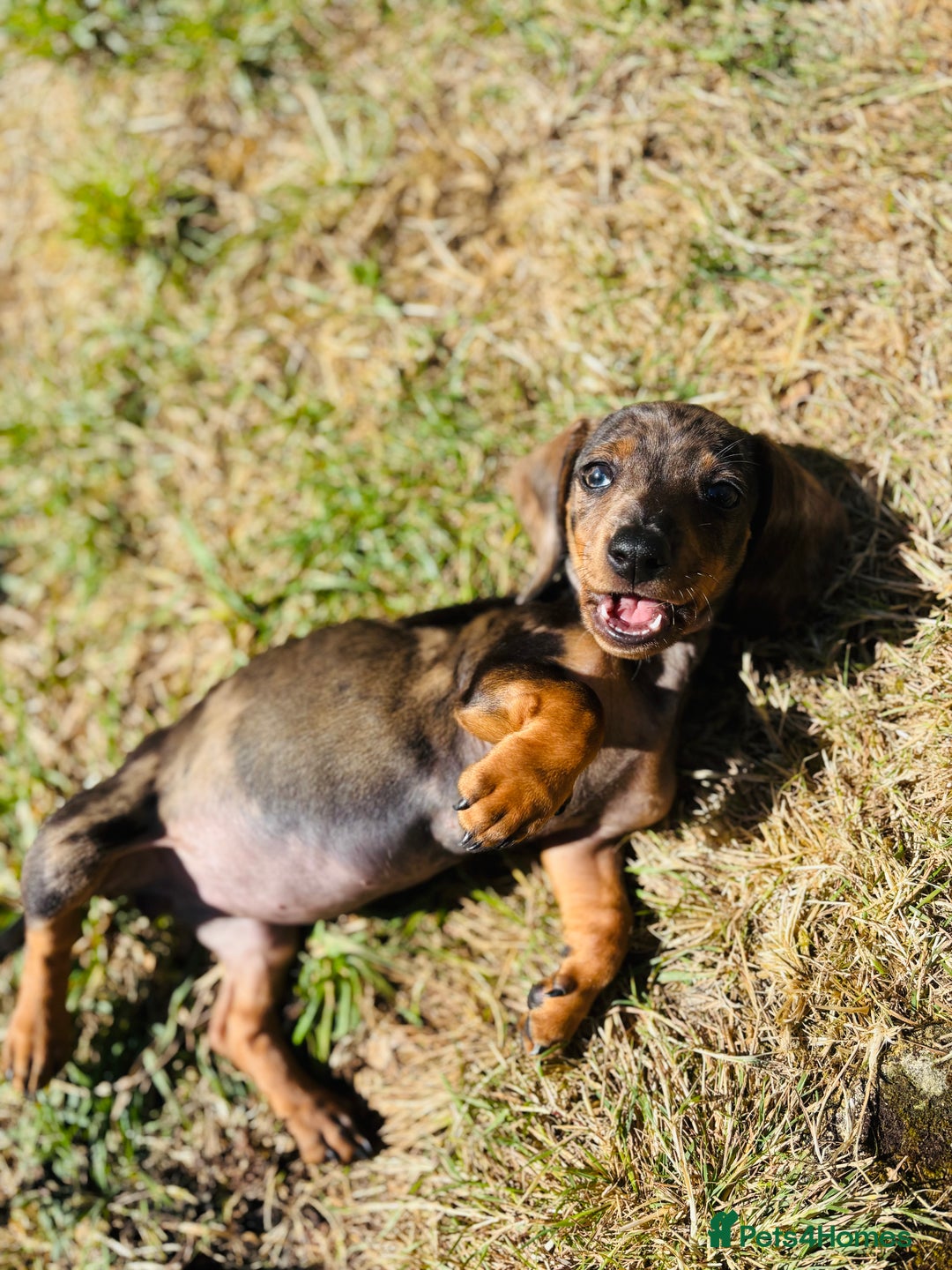 Miniature Dachshund dogs for sale: Looking for a new home for Luna  - Advert 2