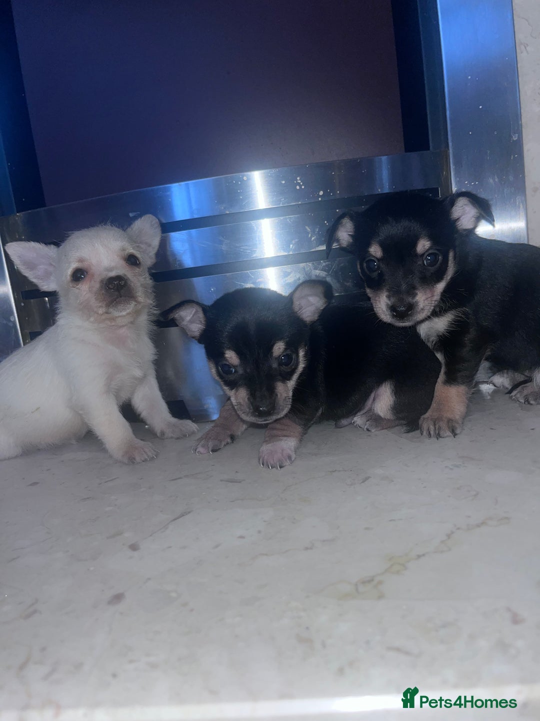 Chorkie dogs for sale: Chorkie  - Advert 6