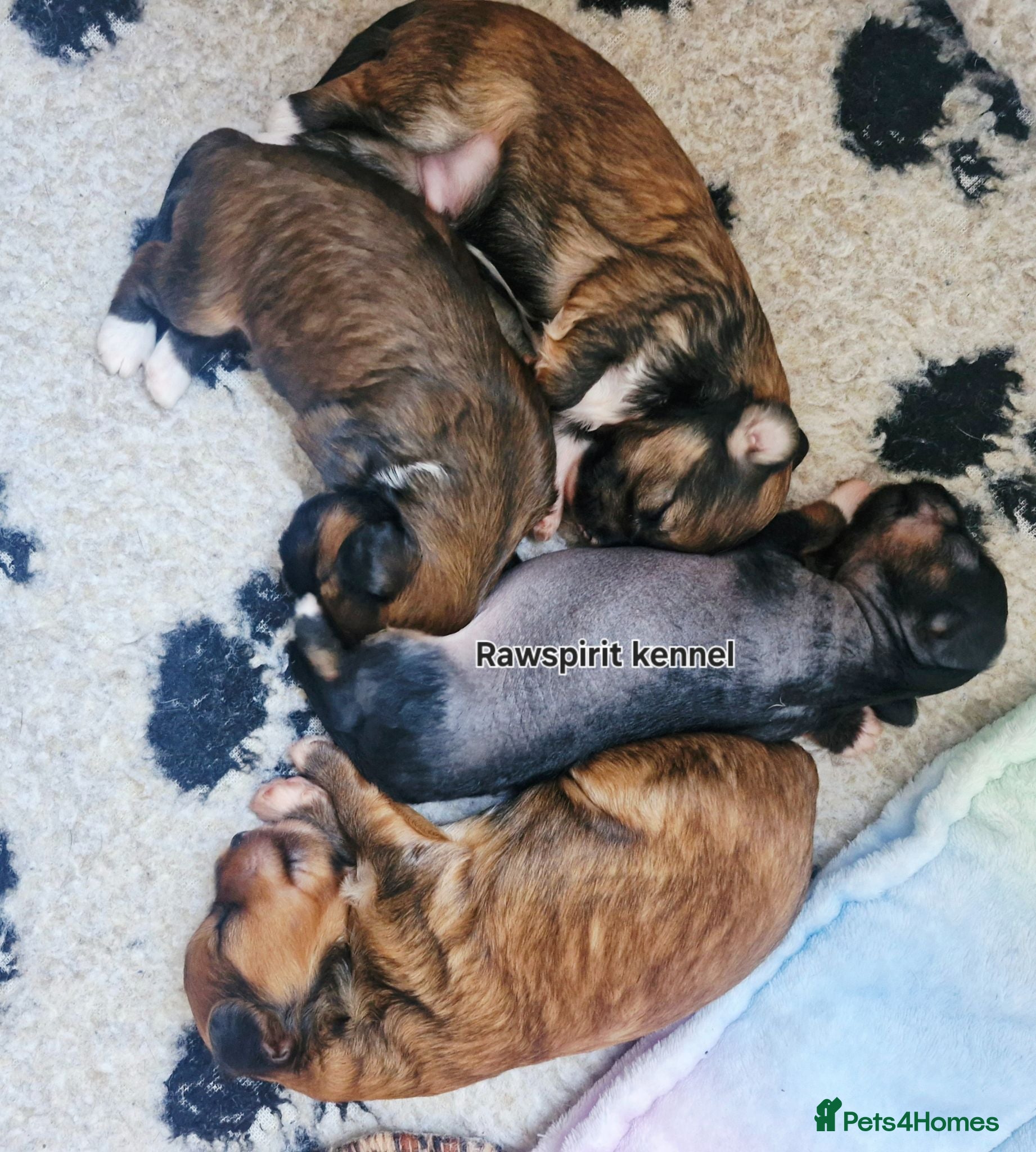 Chinese Crested dogs New litter boys and girls. - Advert 3