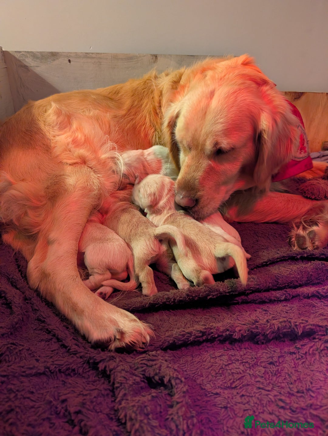 Golden Retriever dogs for sale: KC Golden Retriever Puppies for sale (4 boys left) - Image 7