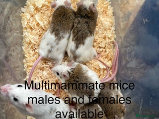 Mouse rodents Multimammate mice - Advert 10
