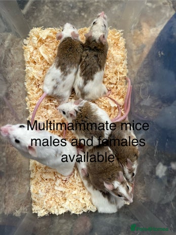 Mouse rodents - Advert 4