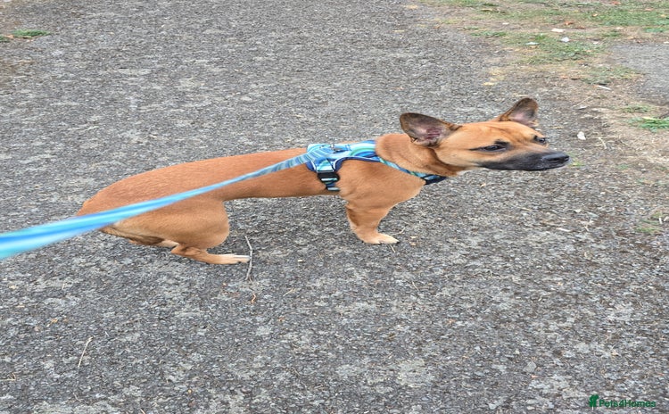Mixed Breed dogs - Advert 1