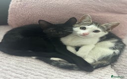 British Shorthair cats for sale: Two female kittens left  - Image 1