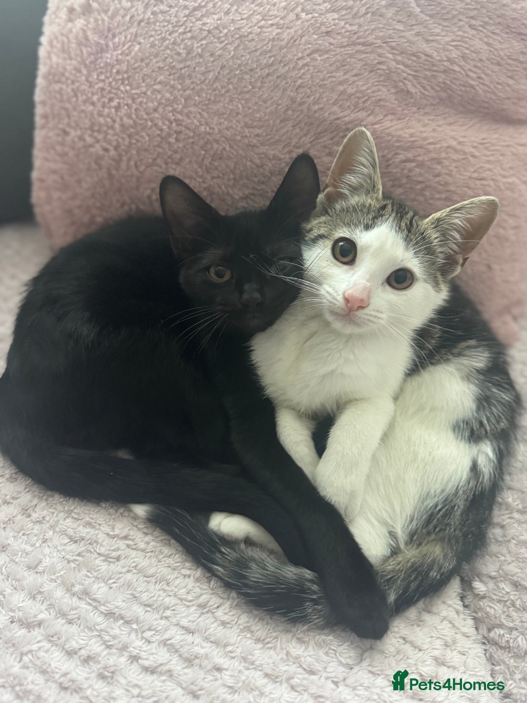 British Shorthair cats for sale: Two female kittens left  - Image 1