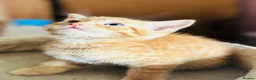 Mixed Breed cats for sale: Beautiful Kittens 🐱!!! - Advert 9