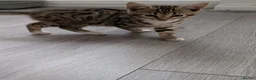 Bengal cats for sale: 4 Lovely bengals - ready to leave - Advert 5