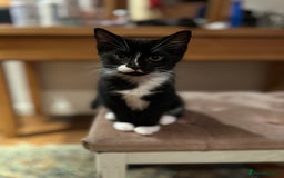 Domestic Shorthair cats for sale: Three beautiful kittens for new homes - Image 5