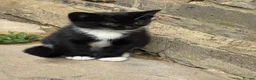 Mixed Breed cats for sale: 🐾 Beautiful  Black Kittens Looking for Homes  - Advert 2