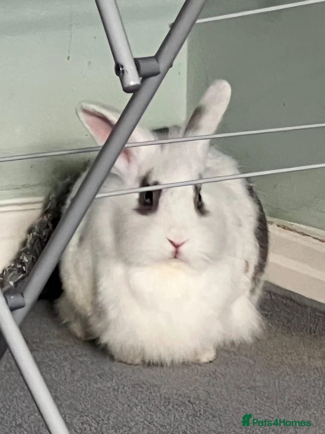 Lionhead rabbits for sale: Rabbits to re-home in Aylesbury - Advert 5