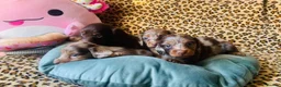Miniature Dachshund dogs for sale: Gorgeous long‑haired Miniature Dachshund Puppies! - Advert 9