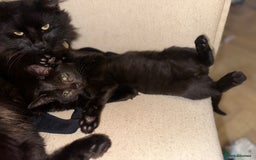 Mixed Breed cats for sale: Tabby and black kittens  - Advert 28