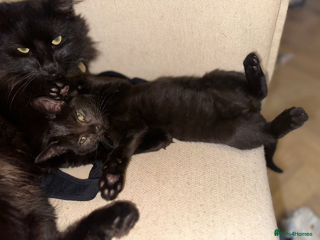 Mixed Breed cats for sale: Tabby and black kittens  - Advert 28