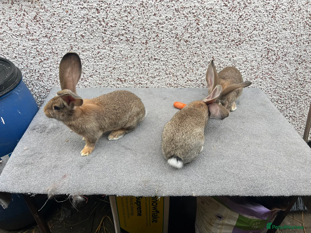 Continental Giant rabbits for sale: Giant continental  - Advert 2