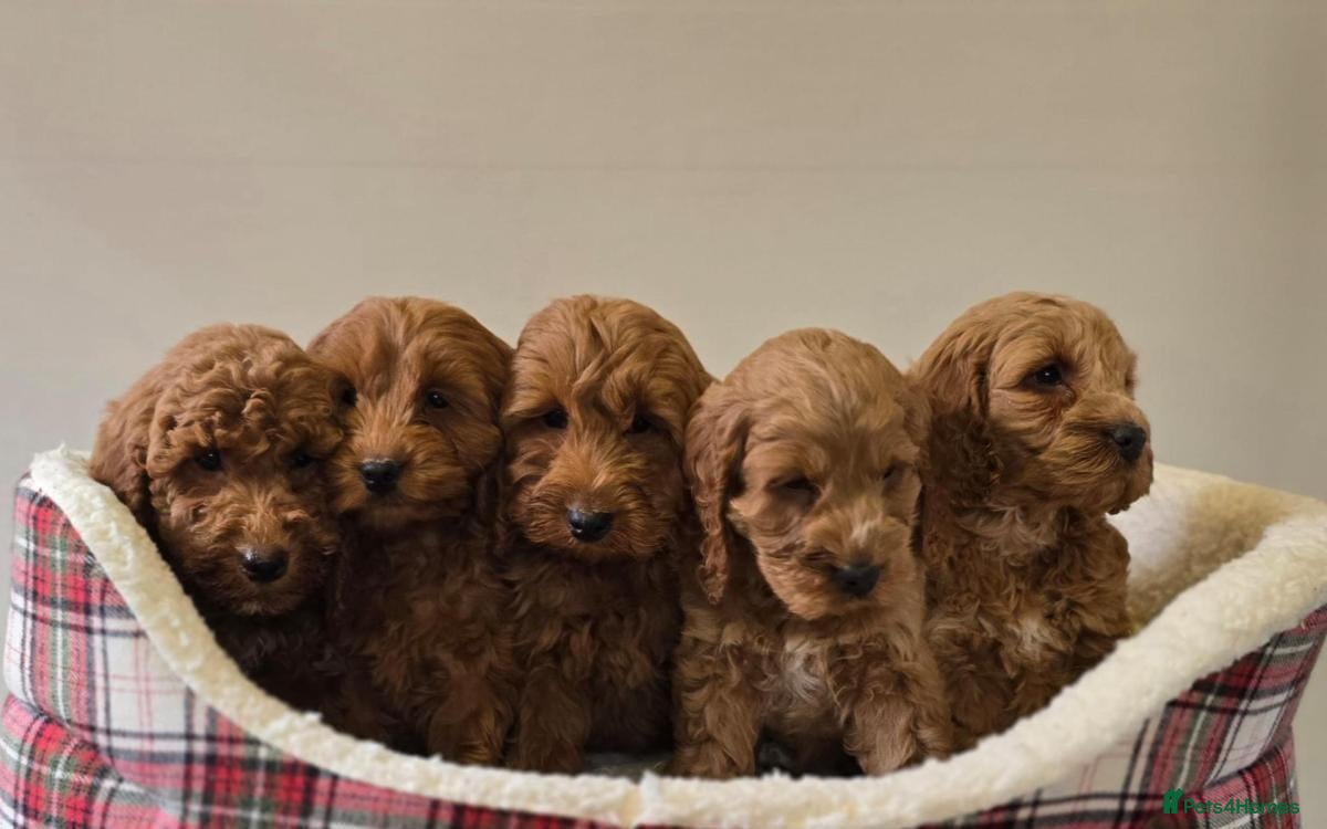 Cavapoo dogs Gorgeous Cava-Poo puppies ready for now  - Advert 1