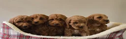 Cavapoo dogs for sale: Gorgeous Cava-Poo puppies ready for now  - Advert 1