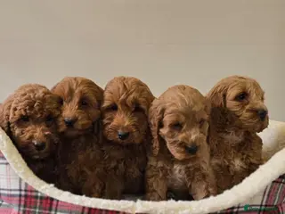 Cavapoo dogs Gorgeous Cava-Poo puppies ready for now - Advert 1