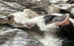 Mixed Breed cats for sale: 2 cats - Image 4