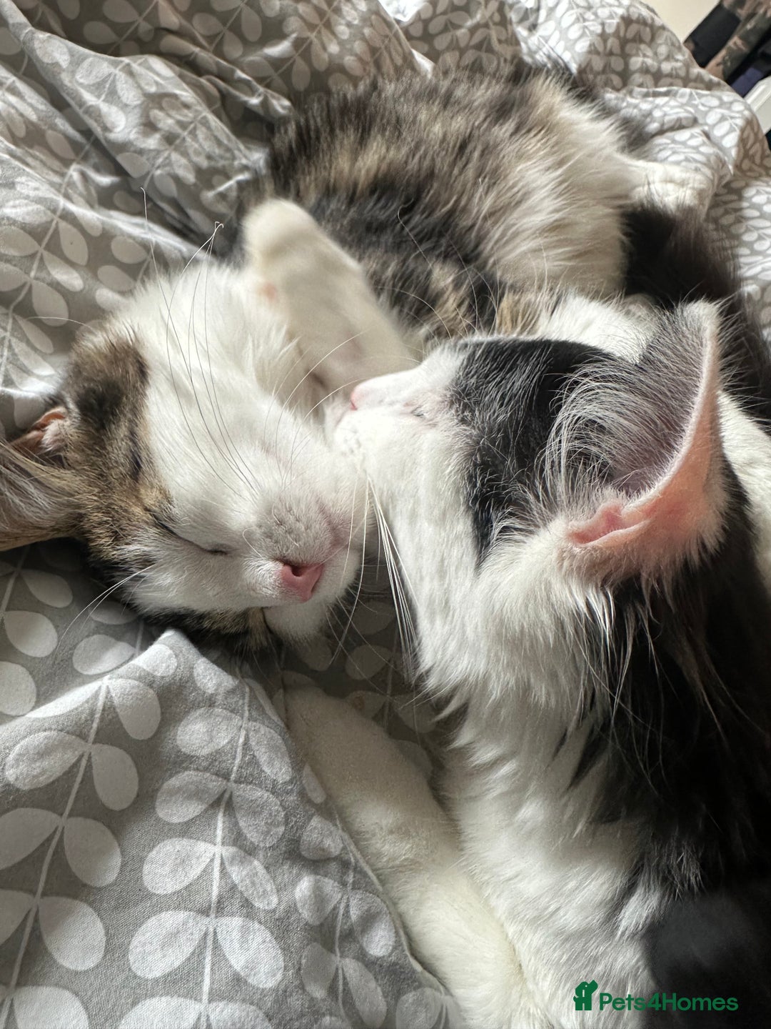 Mixed Breed cats for sale: 2 cats - Image 4