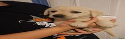 Labrador Retriever dogs for sale: Pedigree Labrador Puppies - Advert 9