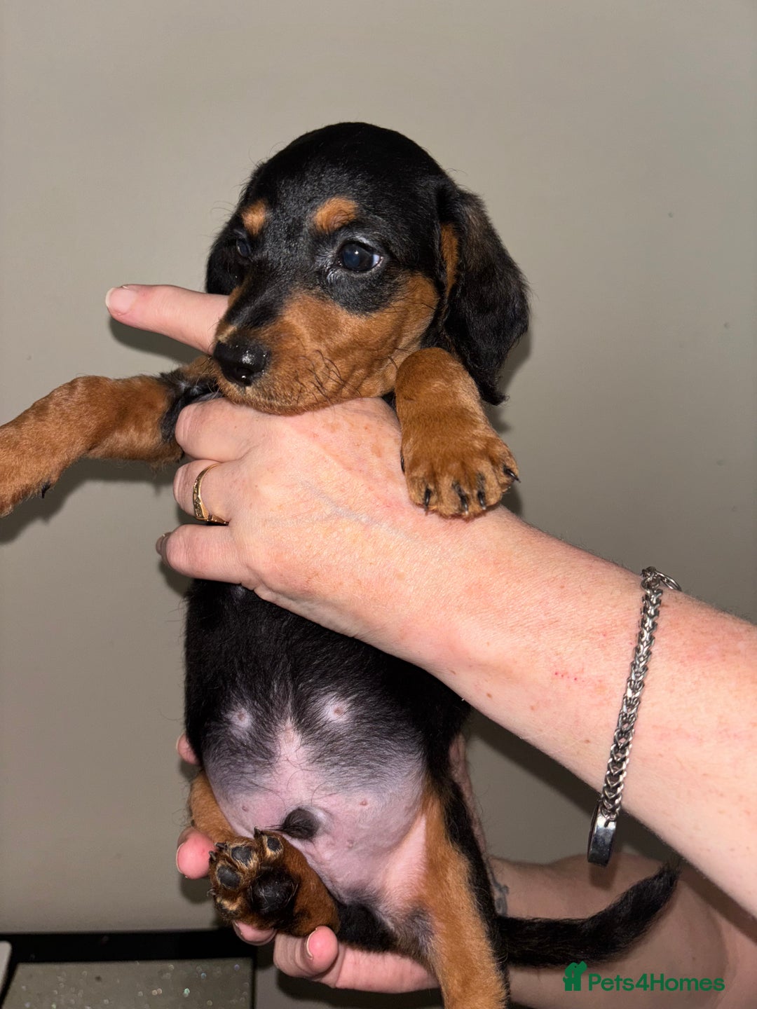 Mixed Breed dogs for sale: Doxiepoo puppies (3/4 minature dachshund) - Image 9