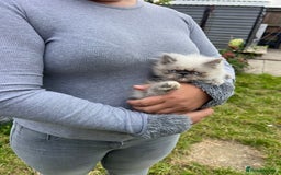 Persian cats for sale: Color point Persian kittens - Image 4