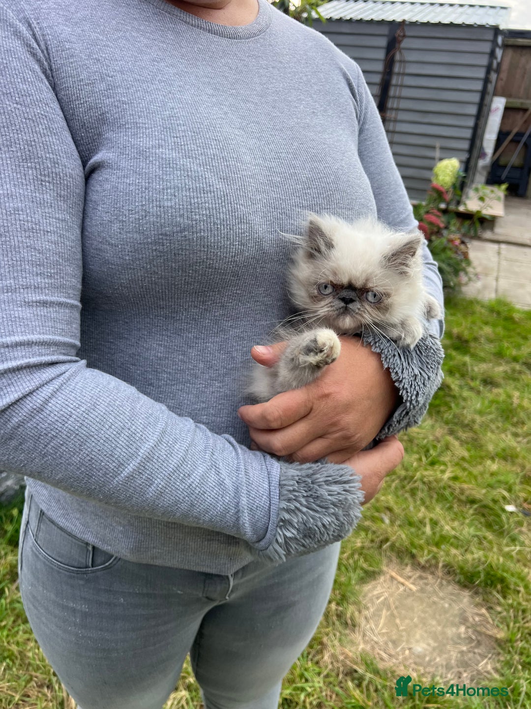 Persian cats for sale: Color point Persian kittens - Image 4