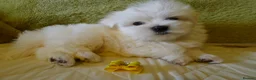 Maltese dogs for sale: KC MALTESE Puppies Males and Female in Bristol - Advert 11