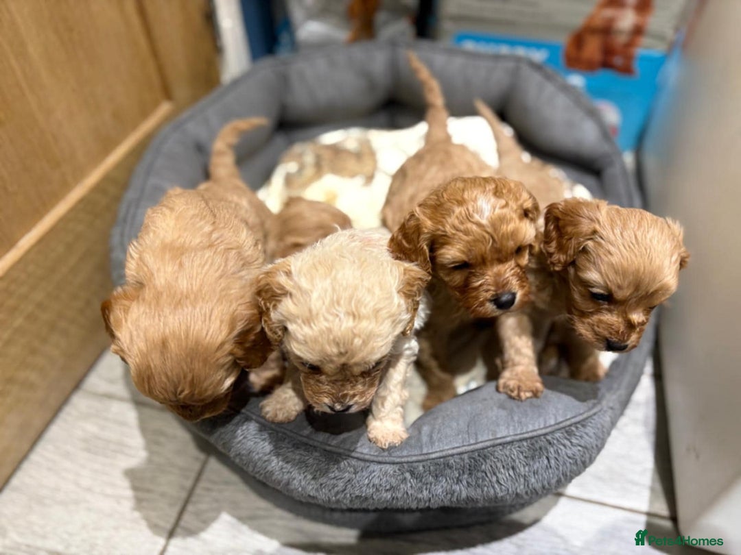 Cavapoo dogs for sale: Beautiful Cavapoo F1BB - Advert 2