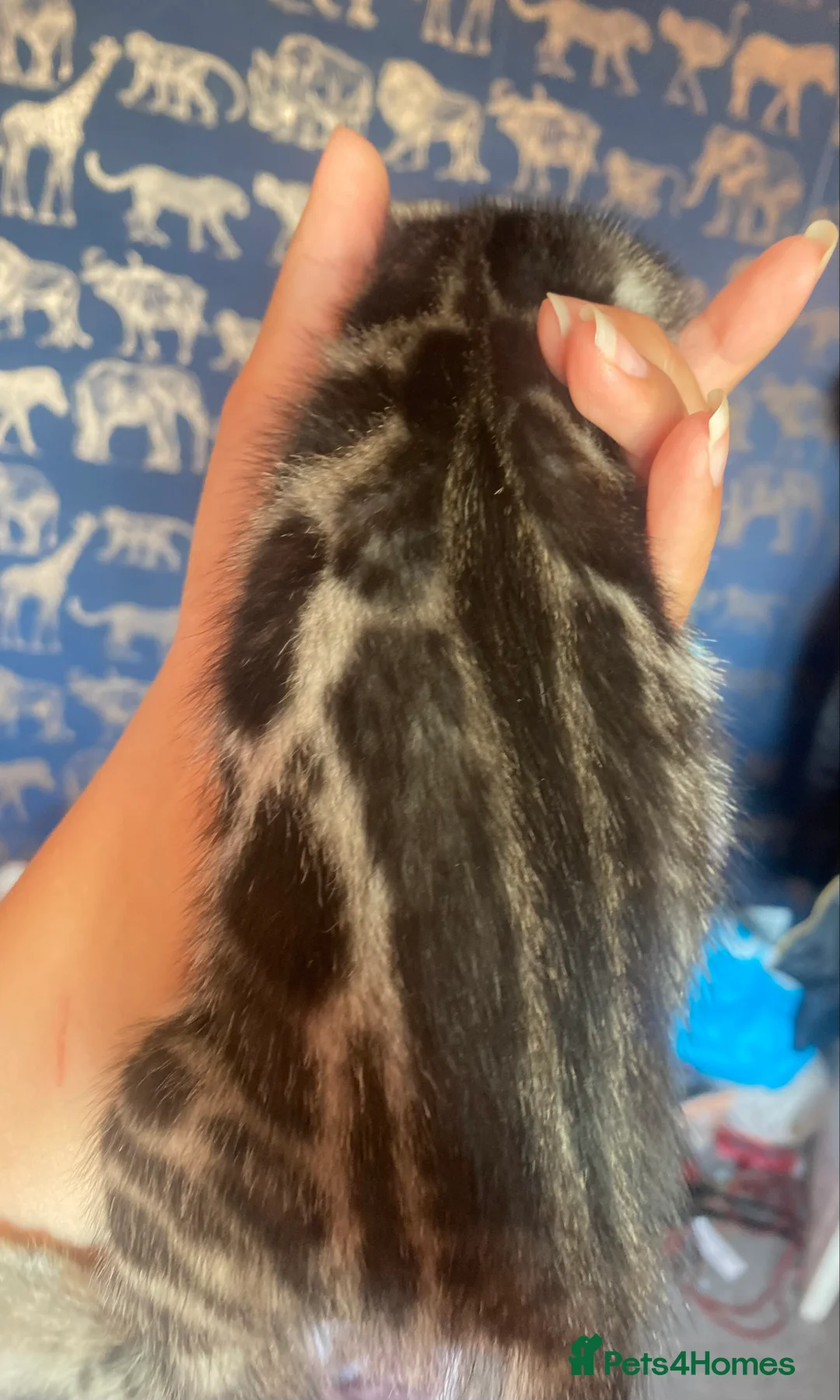 Bengal cats for sale: Silver and Brown Pedigree Bengal Kittens For Sale  - Advert 17