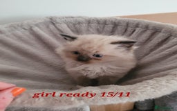 Ragdoll cats for sale: 3 Ragdoll kittens 15th November  - Image 2