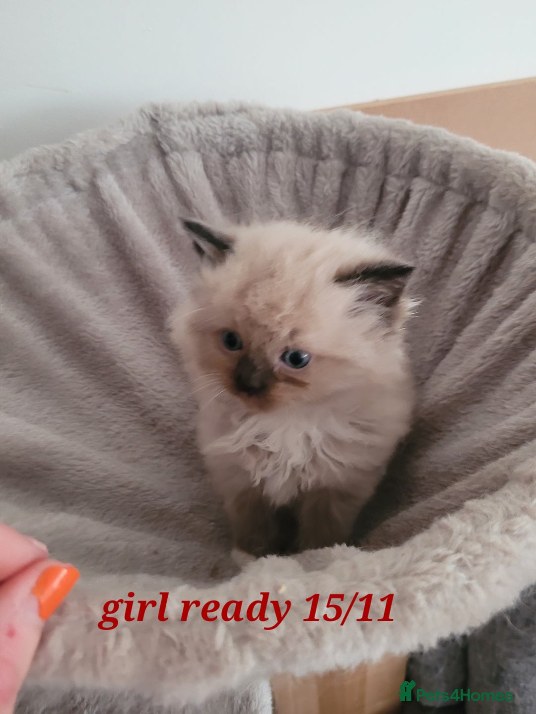 Ragdoll cats for sale: 3 Ragdoll kittens 15th November  - Image 2