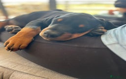 Dobermann dogs for sale: Proper Chunky Euro doberman pups 💕 - Image 5