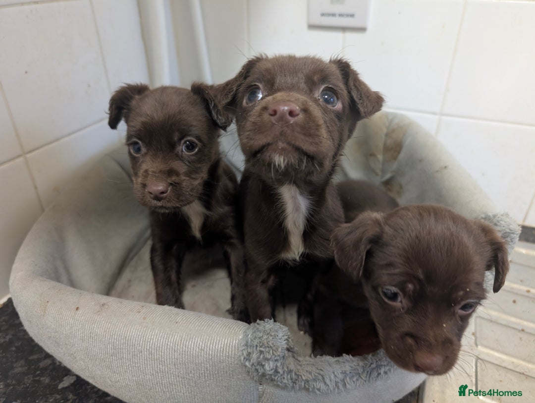 Mixed Breed dogs for sale: Small Jack X spaniel Puppies Ready For New Home  - Advert 12