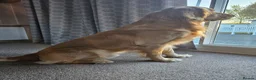Golden Retriever dogs for stud: KC Registered Golden Retriever Stud Dog DNA Tested - Advert 3