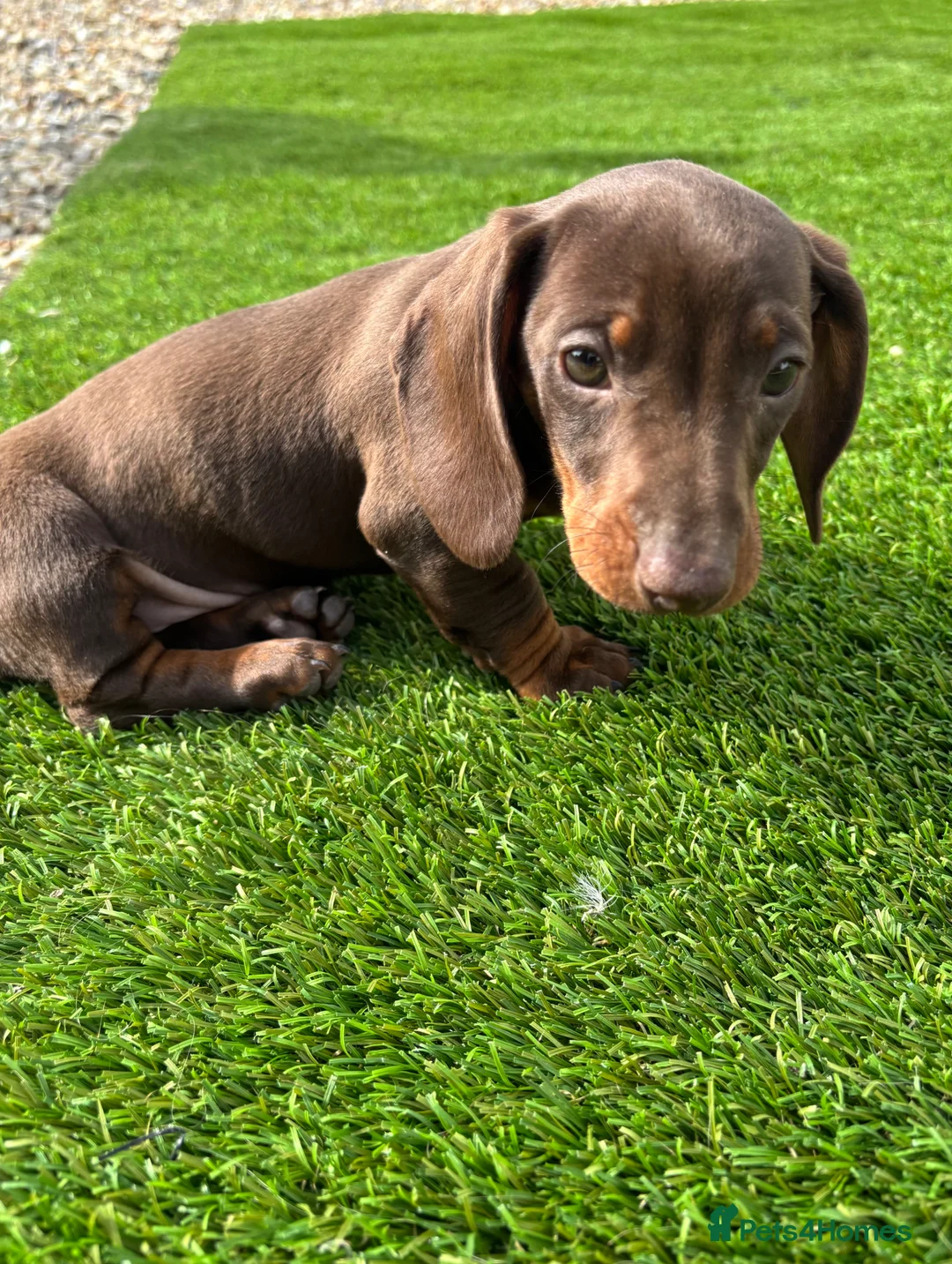 Dachshund dogs for sale: Dachshund puppies  - Advert 2