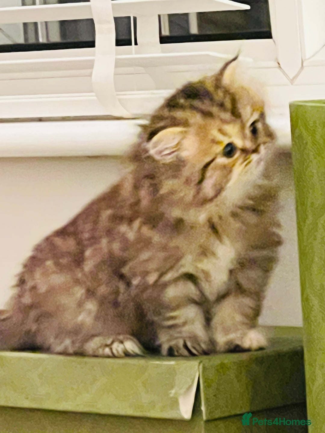 Persian cats for sale: Pure Persian golden kitten ( Persian ) in Isleworth - Image 10