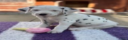 Dalmatian dogs for sale: Tamilanda Dalmatian's - Advert 8
