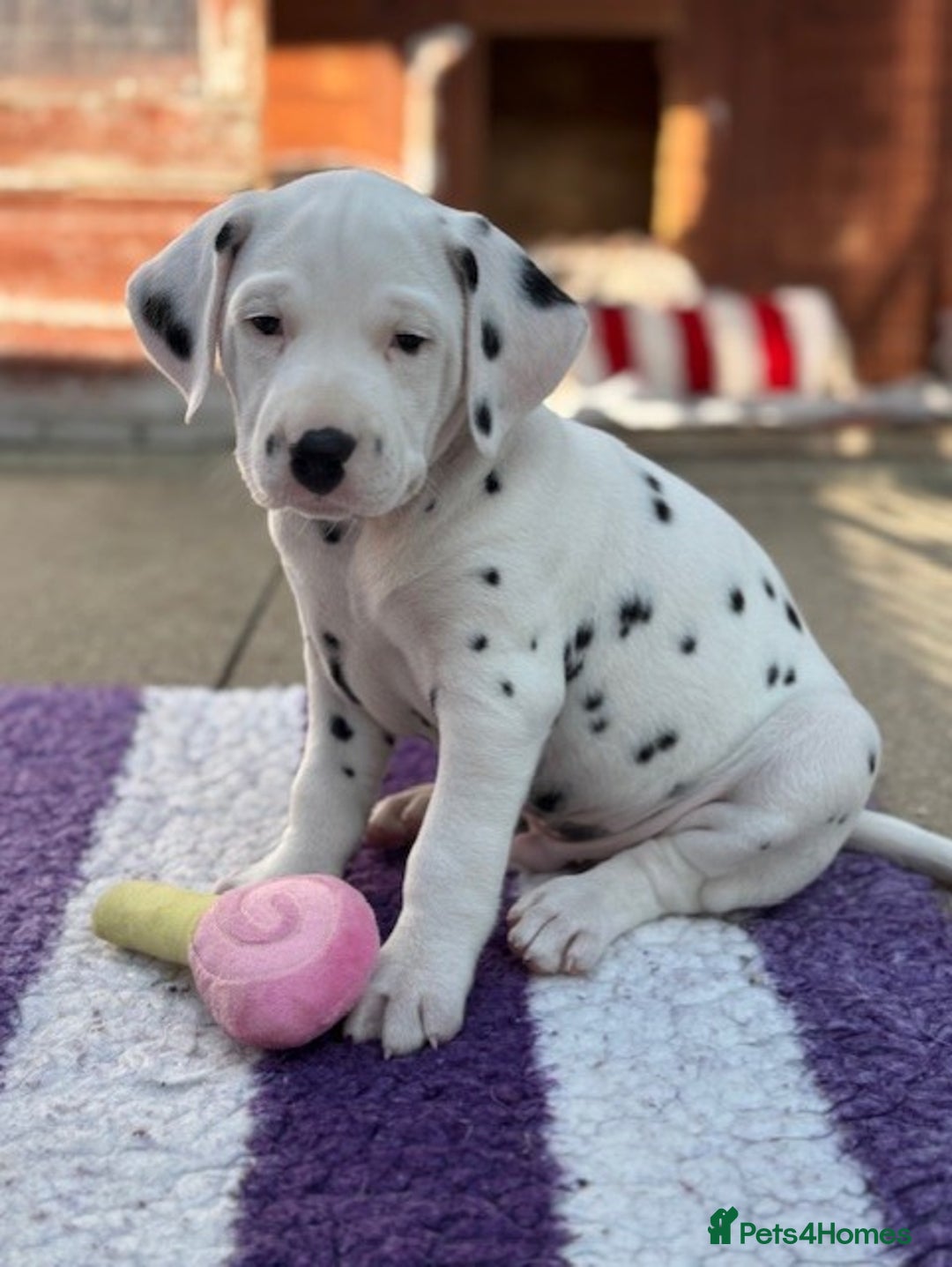 Dalmatian dogs for sale: Tamilanda Dalmatian's - Image 5