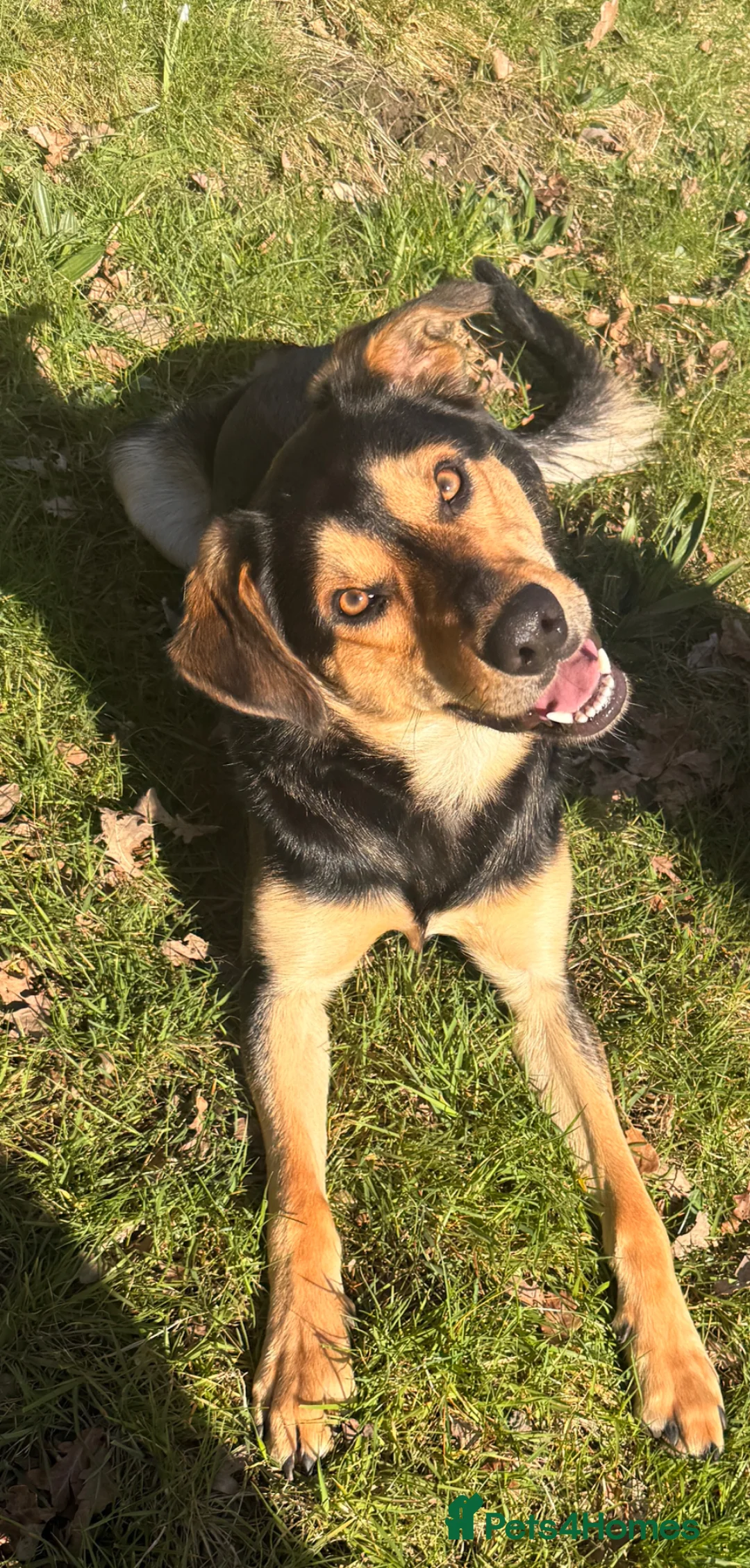 Sprollie dogs for sale: Otto & Hank - collie x’s bonded pair (1.5 & 2 yo) - Advert 2