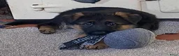 German Shepherd dogs for sale: German Shepherd Pups - Advert 4