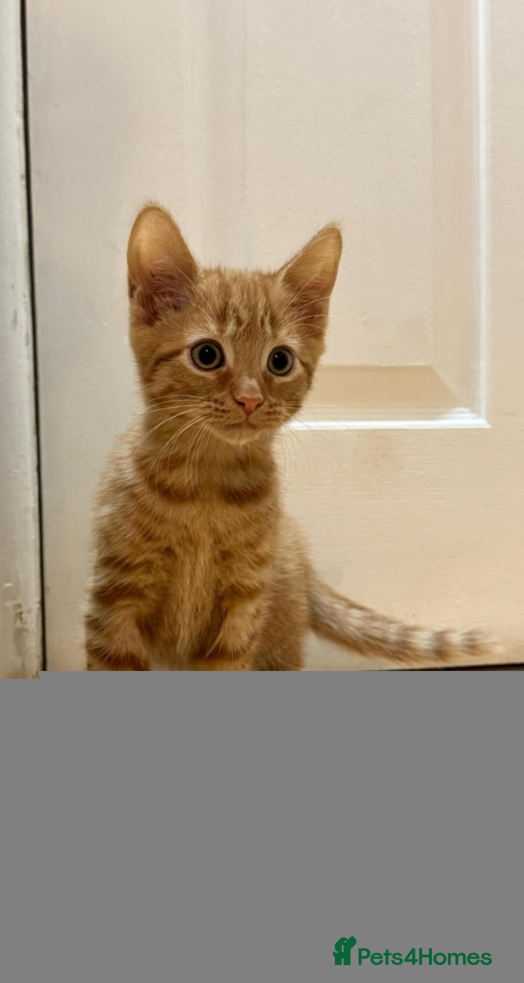 Mixed Breed cats for sale: Kittens ready to leave now  - Advert 12