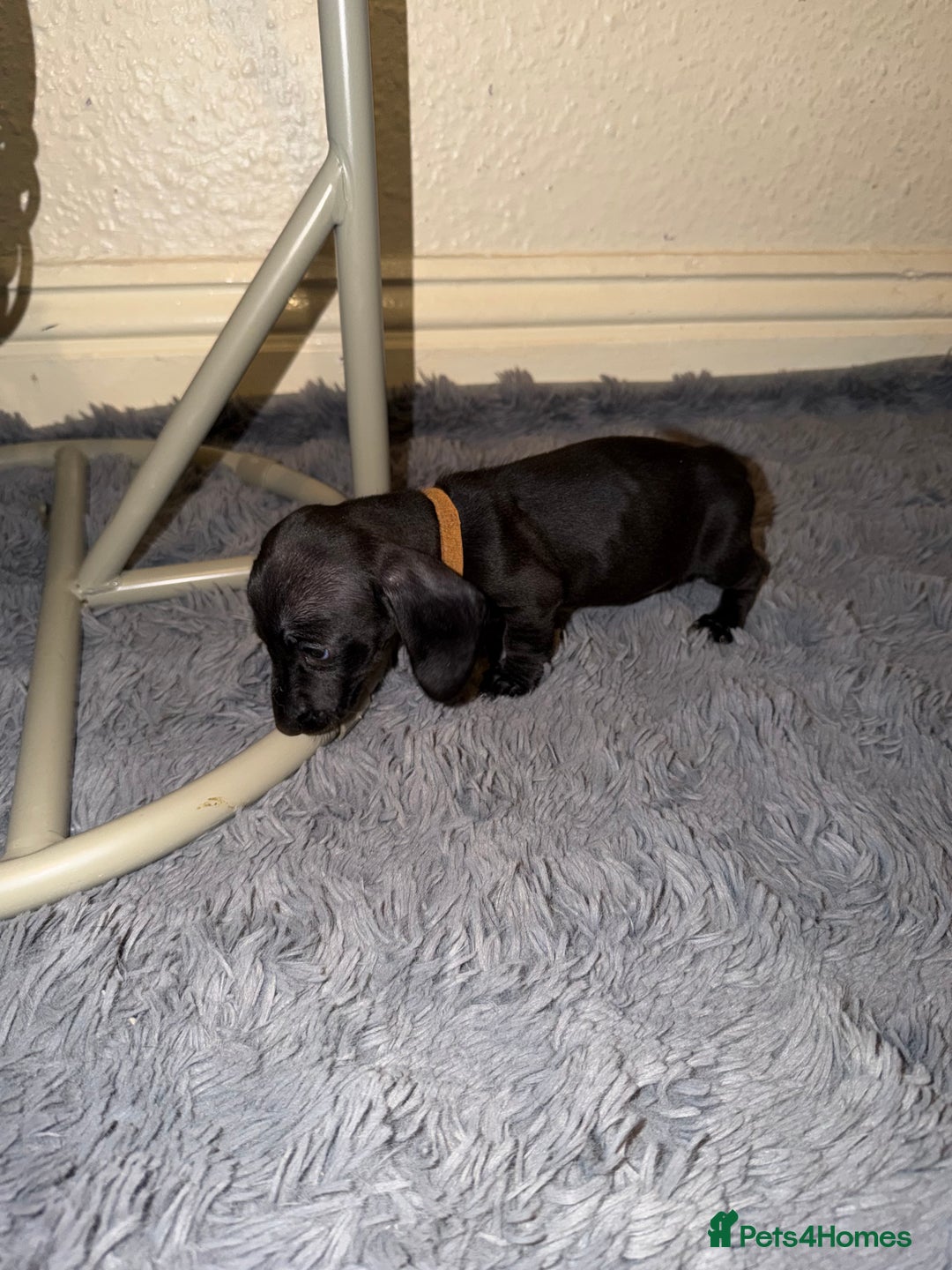 Dachshund dogs for sale: Dachshund Puppies Available 🐾 - Advert 8