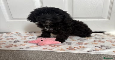 Cavapoo dogs - Advert 6