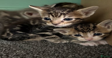 Mixed Breed cats - Advert 2