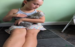 Persian cats for sale: ADORABLE RUSSIAN BLUE X PERSIAN KITTENS - Image 1